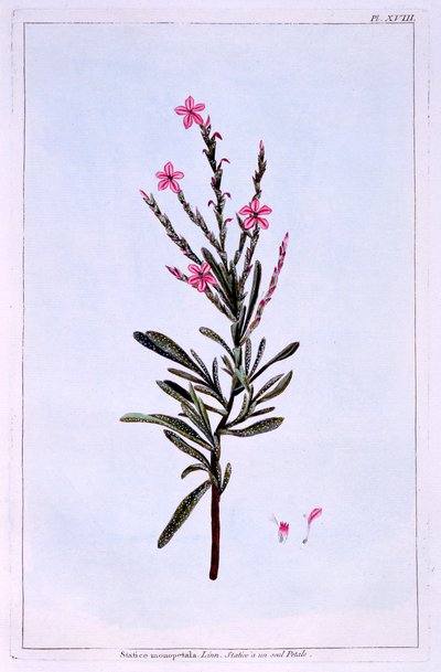 Statice, Phyllostachys spicata by Pierre Joseph Buchoz